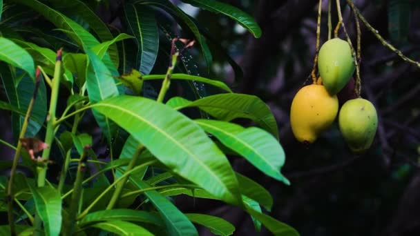 Close Mangoes Hanging Tree — Video Stock