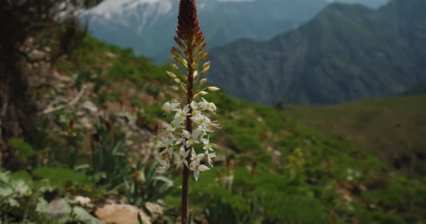 Eremurus Plant Blooms Mountains Uzbekistan Plant Usually Grows Mountains Central — Wideo stockowe