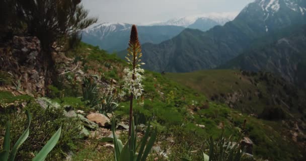 Eremurus Plant Mountains Uzbekistan Eremurus Genus Perennial Herbaceous Plants Grows — стоковое видео