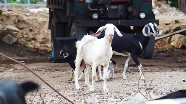 Goat Herd Cute Playful Kids Barnyard Walking Old Truck — Stock videók