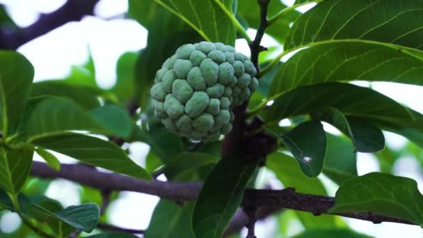 Custard Apple Sugar Apple Fruit Ripen Tree Branch Tropical Garden — Vídeo de stock
