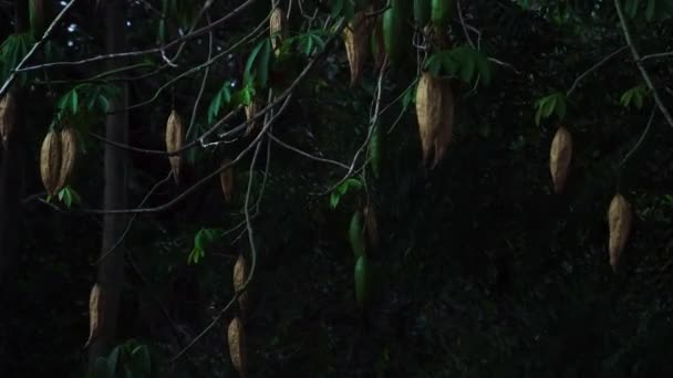 Branches Silk Cotton Tree Moving Wind — Stock videók