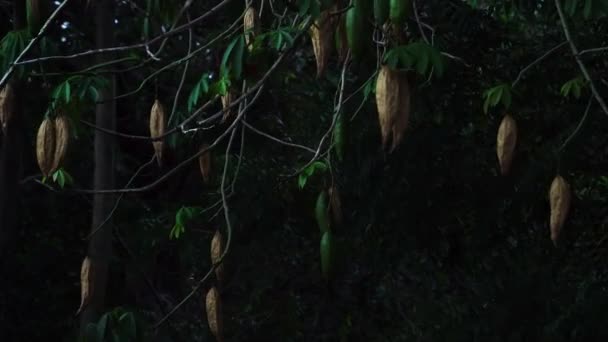 Branches Silk Cotton Tree Moving Wind — Vídeo de Stock