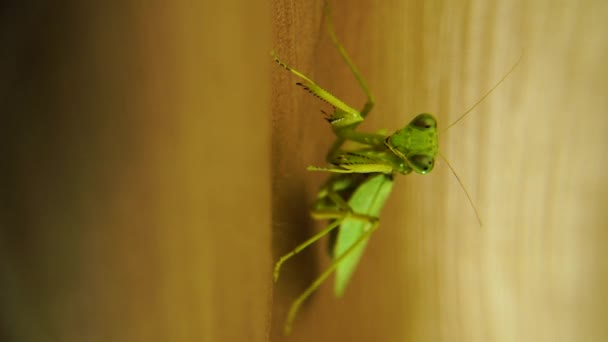 Praying Mantis Cleaning Leg Green Predator Insect Close Vertical — Wideo stockowe