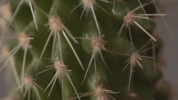 Close Macro View Green Cactus Spines Covered Dust Nice House — Stock videók