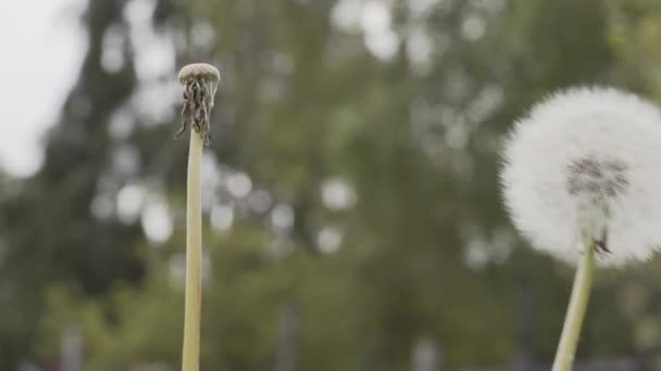 Στενή Μακροσκοπική Άποψη Του Πικραλίδα Λευκό Λουλούδι Πράσινους Μίσχους Στο — Αρχείο Βίντεο