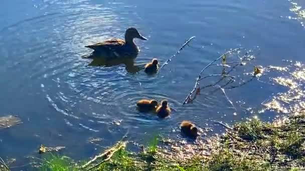 Momma Duck Swimming Her Baby Ducks Pond Bright Sunny Day — 비디오