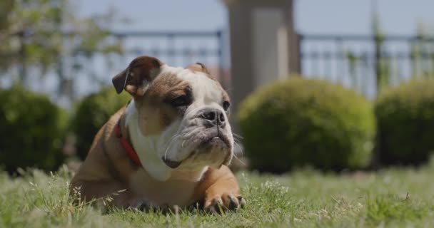 Bulldog Puppy Laying Backyard — Vídeos de Stock