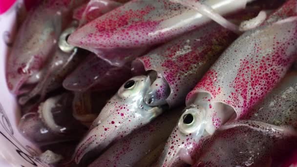 Freshly Caught Squids Changing Color Time Lapse Pink Spots Camouflage — Vídeo de Stock