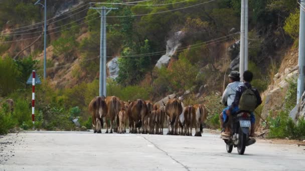 Static Rear Shot Cattle Walking Road Cowboys Motorbike Approaching — Video