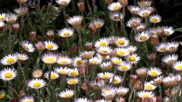 Beautiful Wild Flowers Growing Mariepskop Blyde Canyon Africa — Video Stock