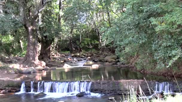 View Peaceful Forest River Creek Edge Blyde Canyon South Africa — Video Stock