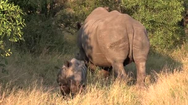 White Rhino Grazing Her Calf Tall Grass Sunny Day Greater — Stok Video