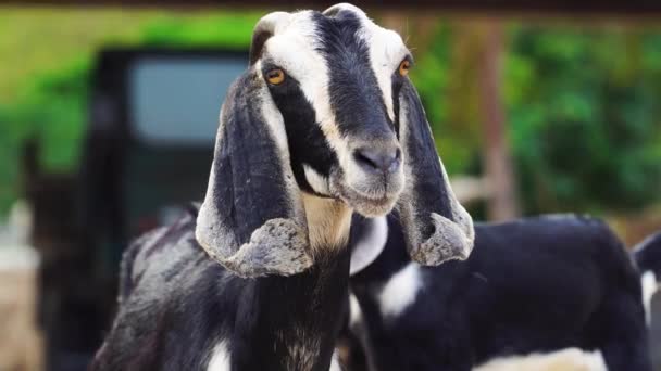 Vulnerable Domesticated Goat Wandering Vinh Vietnam — стокове відео
