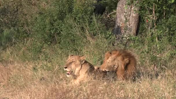 Lions Mating Greater Kruger National Park Africa — Stock video