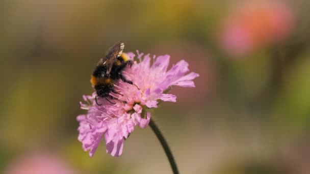 Bumble Worker Bee Pollinating Flower — Stockvideo