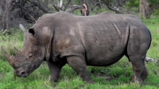 White Rhino Grazing Walking Lush Green Bush Kruger National Park — стоковое видео