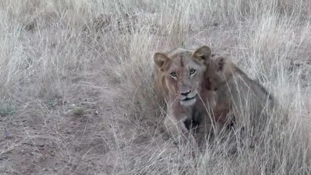 Tiny Lion Cub Gives Head Rubs Older Sibling Wild Africa — Vídeos de Stock
