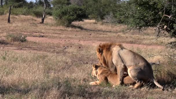Lions Mating African Wilderness Daytime Copy Space — Vídeo de stock