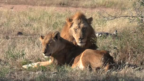 Pride Male Resting Lioness While Soaking Rays Hot African Sun — Stok video