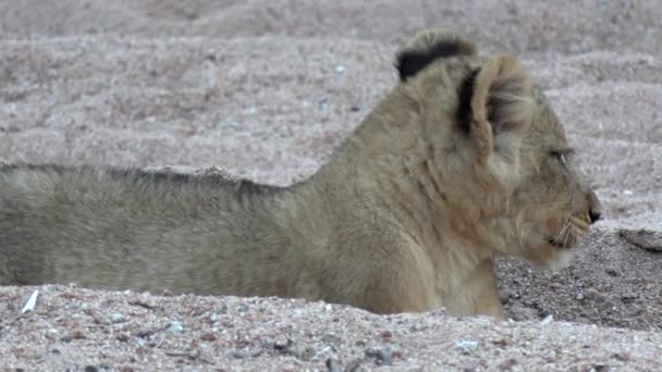 Close Curious Lion Cub Greater Kruger National Park Africa — стокове відео
