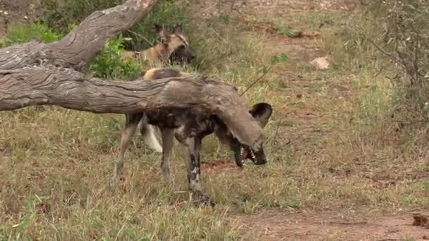 African Wild Dog Curiously Nibbles Tree Branch African Wilderness — стоковое видео