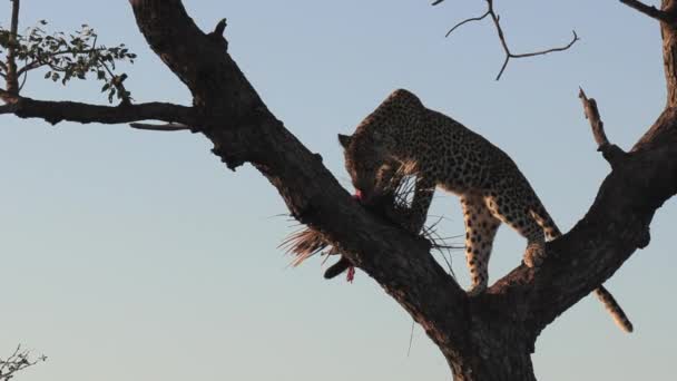 Рідкісні Кадри Жіночого Леопарда Їсть Баклажан Дереві Харчується Під Ранковим — стокове відео