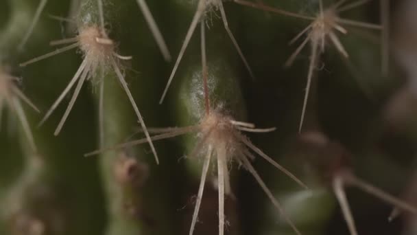 Close Macro View Green Cactus Spines Covered Dust Nice House — Stock videók