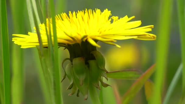 Close Macro View Colorful Yellow Wild Flower Green Grass England — Stock videók