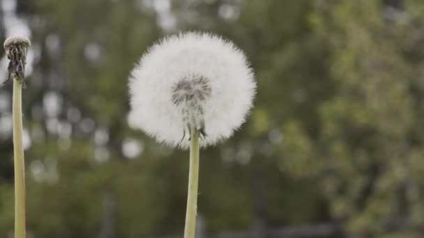 Близький Макрозйомка Кульбаби Білої Квітки Зеленого Стебла Фокусі Поховання Фону — стокове відео