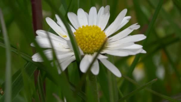 Close Macro View White Yellow Wildflower Garden England Spring — Vídeo de Stock