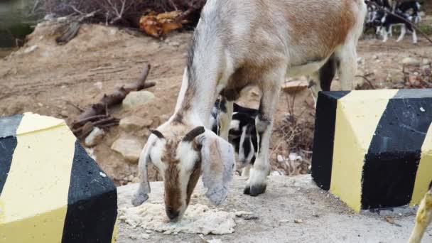 Close Static Shot Goats Eating Side Road — Vídeo de Stock