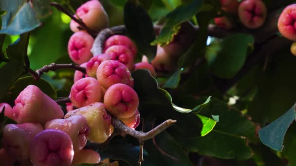 Static Low Angle Shot Pink Jambo Tree Shallow Focus — 图库视频影像