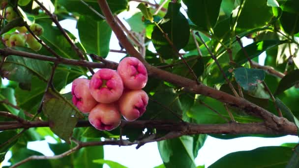 Tree Laden Pink Jambo Static Low Angle — Vídeo de Stock