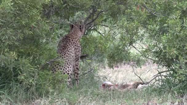 Lone Cheetah Sits Next Kill Grass Green Bushes Close View — Stock Video