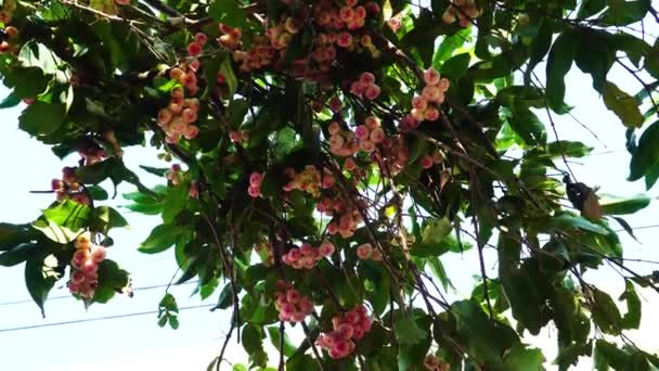 Tree Lot Ripe Rose Apple Fruits Hanging Branches — Stockvideo