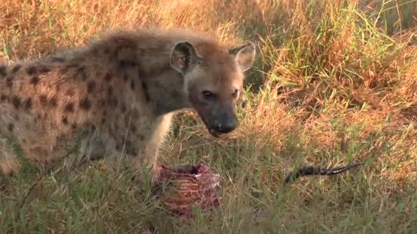 Close View Lone Hyena Feeding Kill Tall Grass Golden Hour — Stock Video