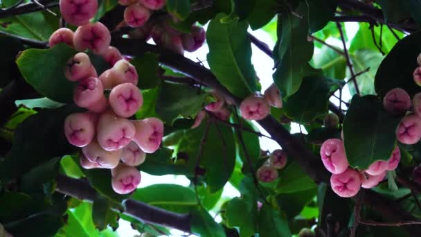 Pink Ripe Rose Apple Fruits Sway Gentle Wind Tree Branch — Stok video