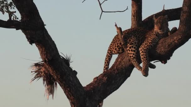 Female Leopard Lies Tree Branch Porcupine Kill Next Her — Videoclip de stoc