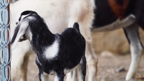 Goat Lamb Discovering Surroundings Farm Stable Closeup — Stockvideo