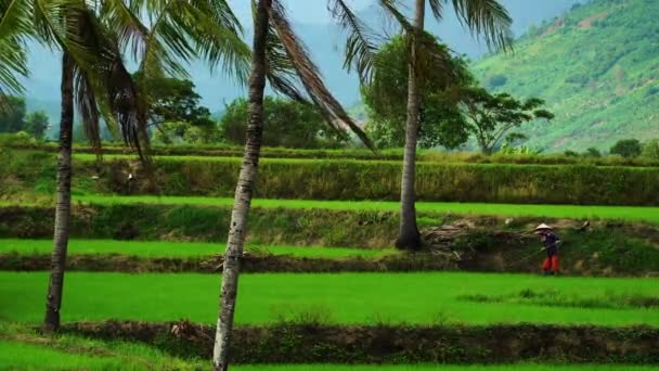 Labor Toiling Beautiful Rice Paddy Fields Phan Rang Vietnam — 图库视频影像