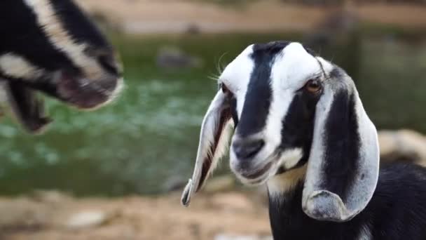 Portrait Goat Kid Herd Diary Animals Croft — Video Stock