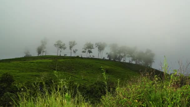 Panoramic View Tea Plantation Shrouded Fog Lat Vietnam Static — Vídeo de stock