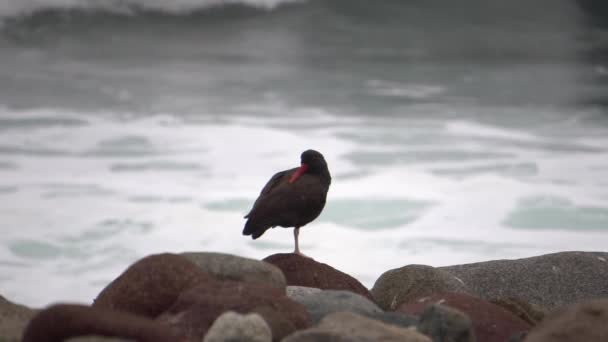 American Oystercatcher Bird Standing Rocks Ocean Background Cloudy Day Slow — Stock video