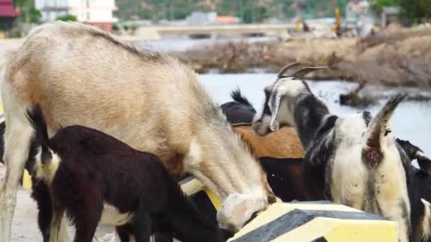 Close Group Vietnamese Goats Front Cement Blocks Feeding Background River — Video