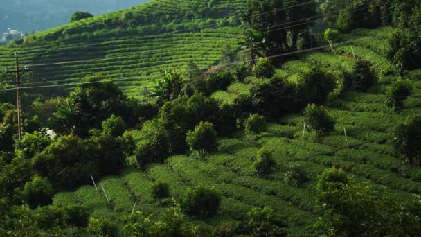 Lush Tea Plantation Cau Dat Farm Hill Vietnam Landscapes — Stock Video