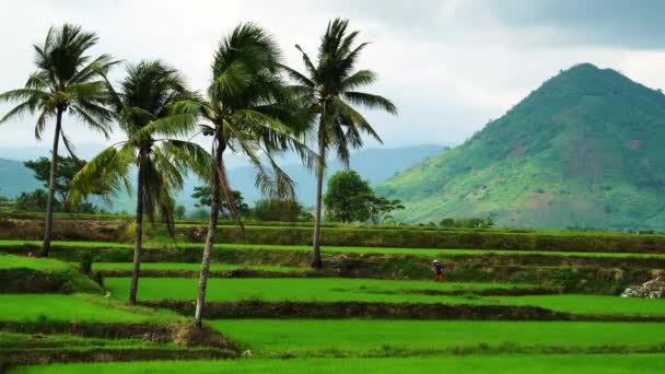 Peaceful Rice Field Scenery Vietnamese Woman Working Phan Rang Area — Stock video