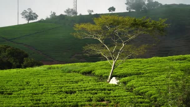 Närbild Träd Inne Plantage Nära Lat Vietnam Statisk Syn — Stockvideo