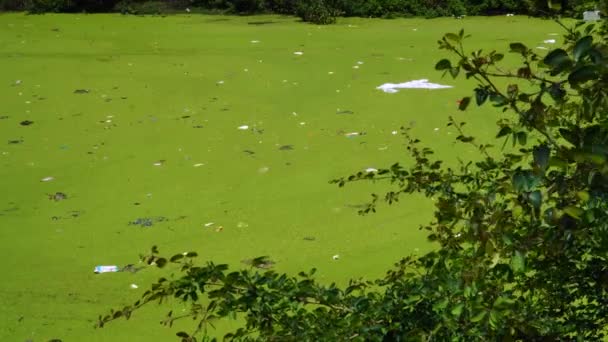 Close Green Polluted River Plastic Objects Thai Vietnam Static View — Stockvideo