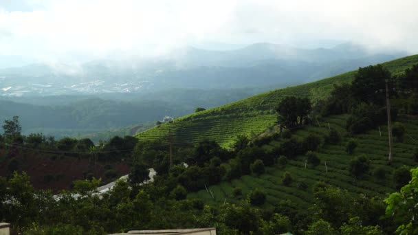 Gloomy Monsoon Weather Tea Plantation Lat Vietnam Asia — Vídeo de stock